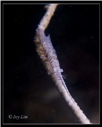 Gorgonian Shrimp, at Pulau Salu, Singapore Southern Island by Ivy Lim 